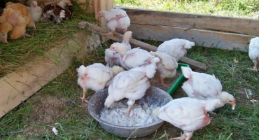 Jaké vitamíny by měly být podávány kuřatům od prvních dnů života?